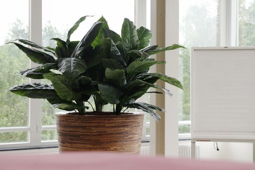 spatyphillum 3 in bananan planter